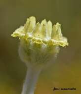 Image de Sideritis syriaca L.