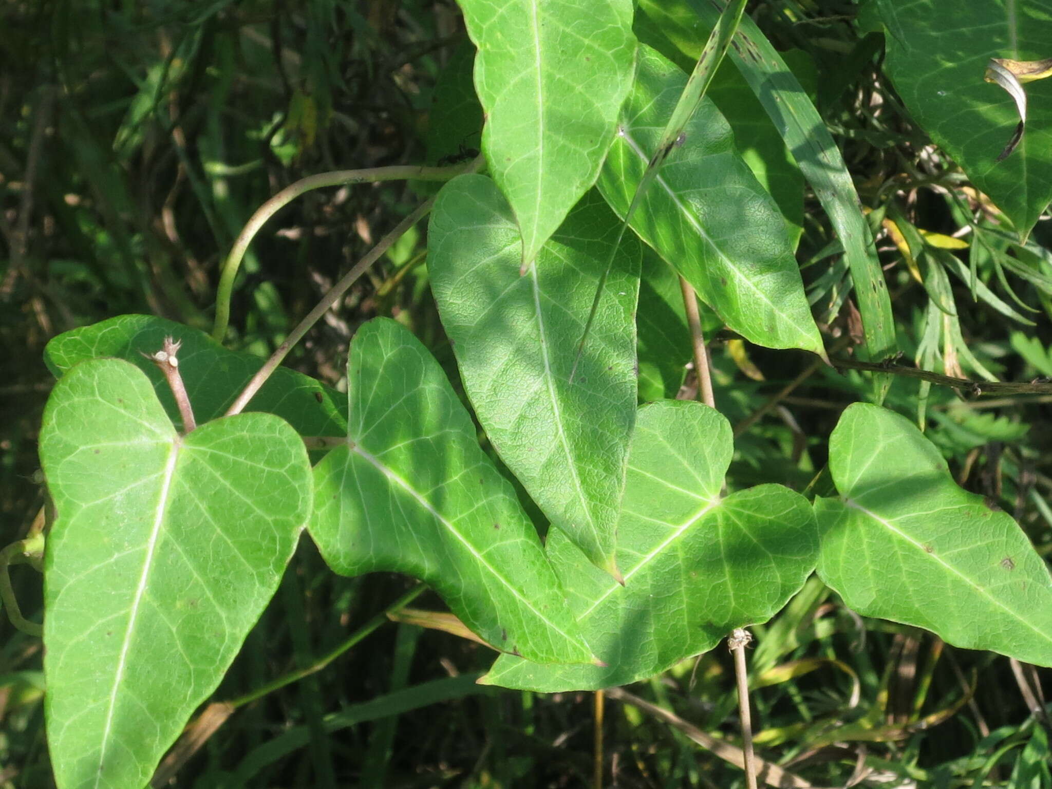 Image of Cynanchum rostellatum (Turcz.) Liede & Khanum