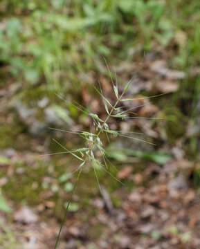 Image of Triticeae