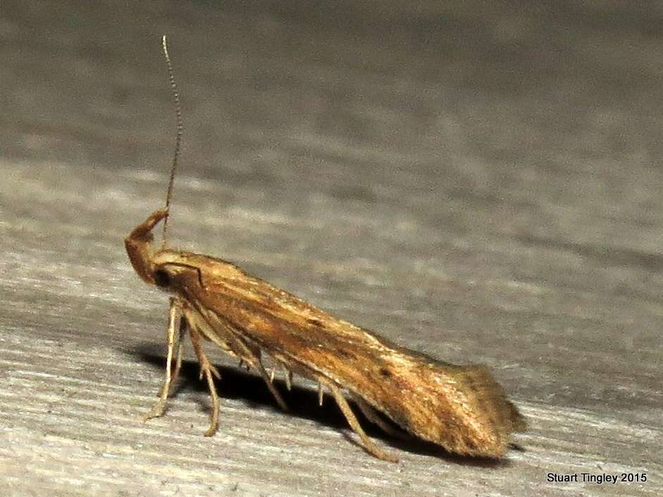 Image of Moth