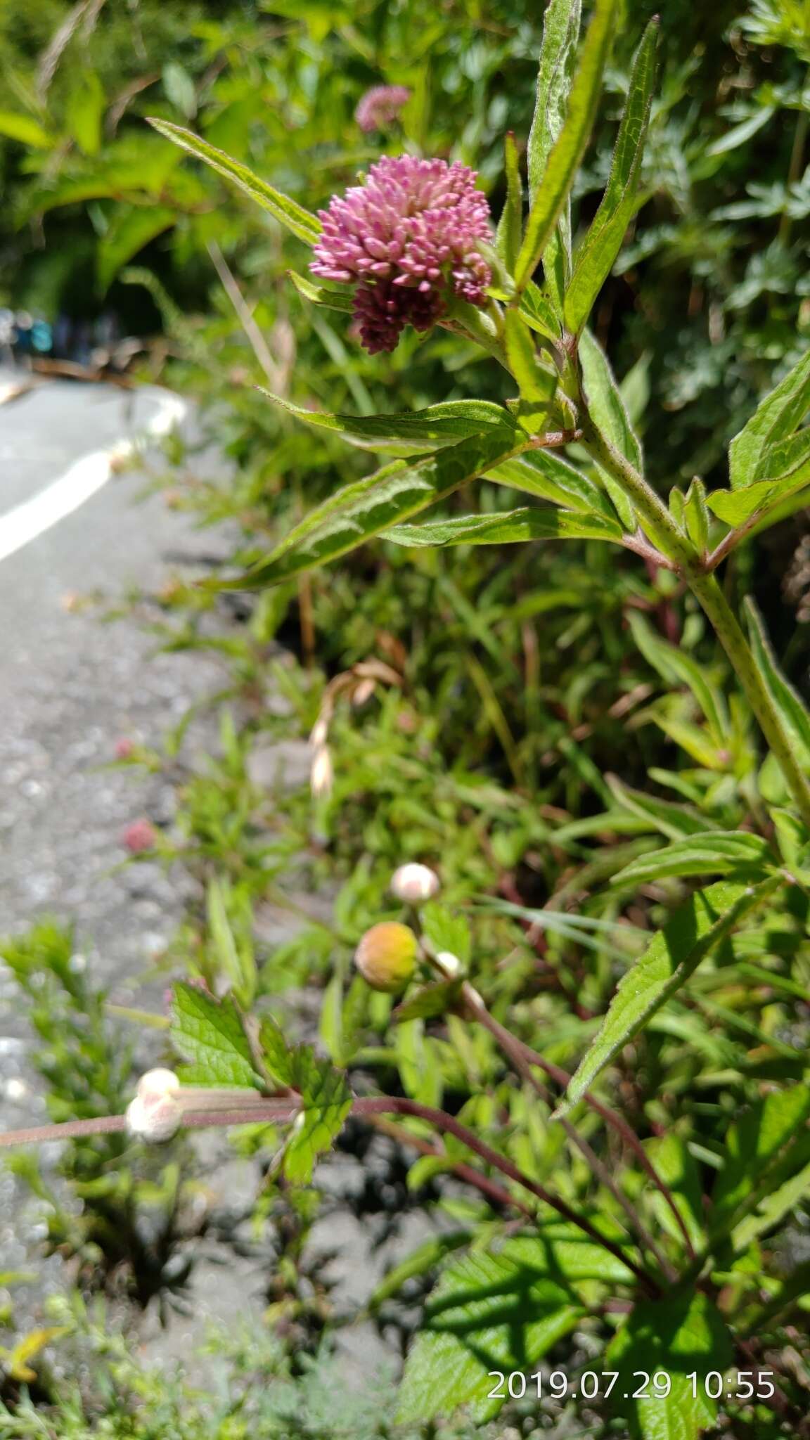 Image of Eupatorium formosanum Hayata