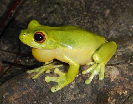 Image of Red-eyed Green Treefrog