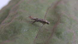 Image of Cocoa pod borer