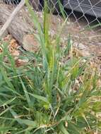 Image of Hordeum vulgare subsp. vulgare