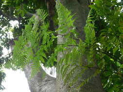 Image de Davallia denticulata (Burm. fil.) Mett. ex Kuhn
