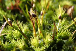 Image of Isolepis aucklandica Hook. fil.