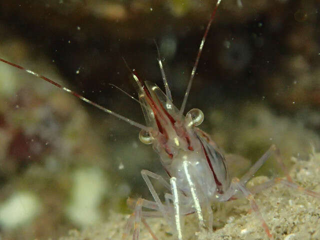 Image of Aesop shrimp