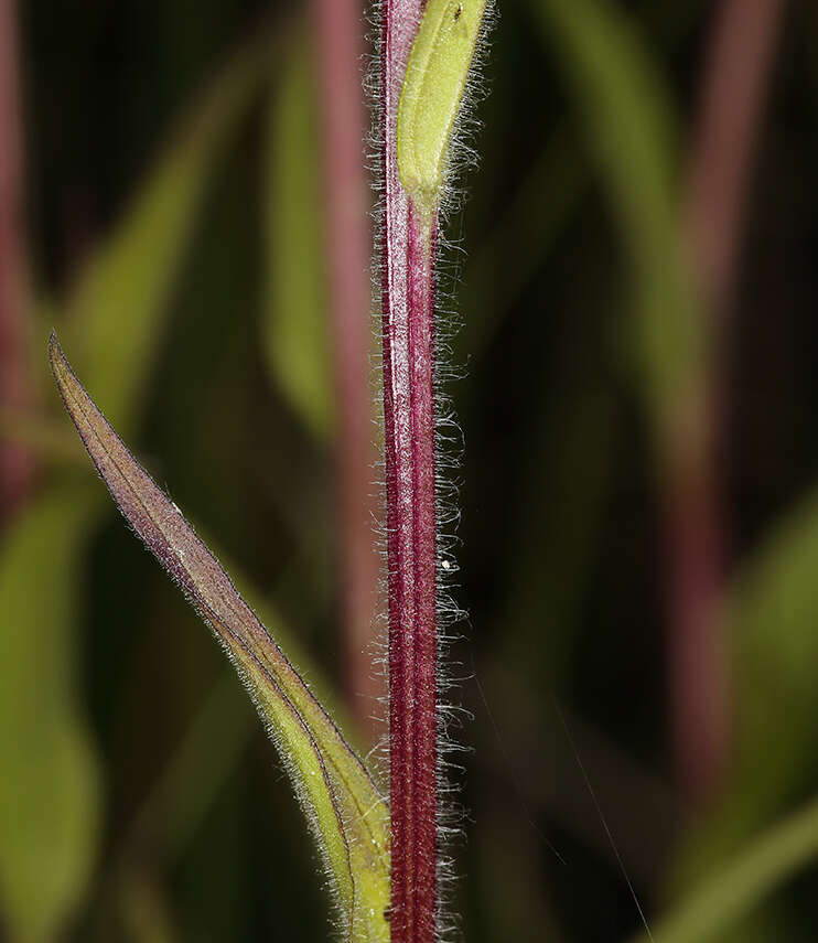 Image of giant red Indian paintbrush