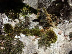 Image of <i>Imbribryum mildeanum</i>