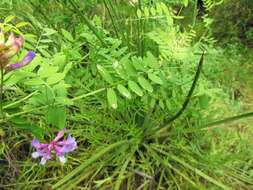 Vicia americana Willd. resmi