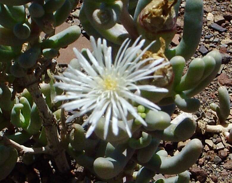 Image of Mesembryanthemum tetragonum Thunb.