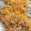 Image of edrudia lichen