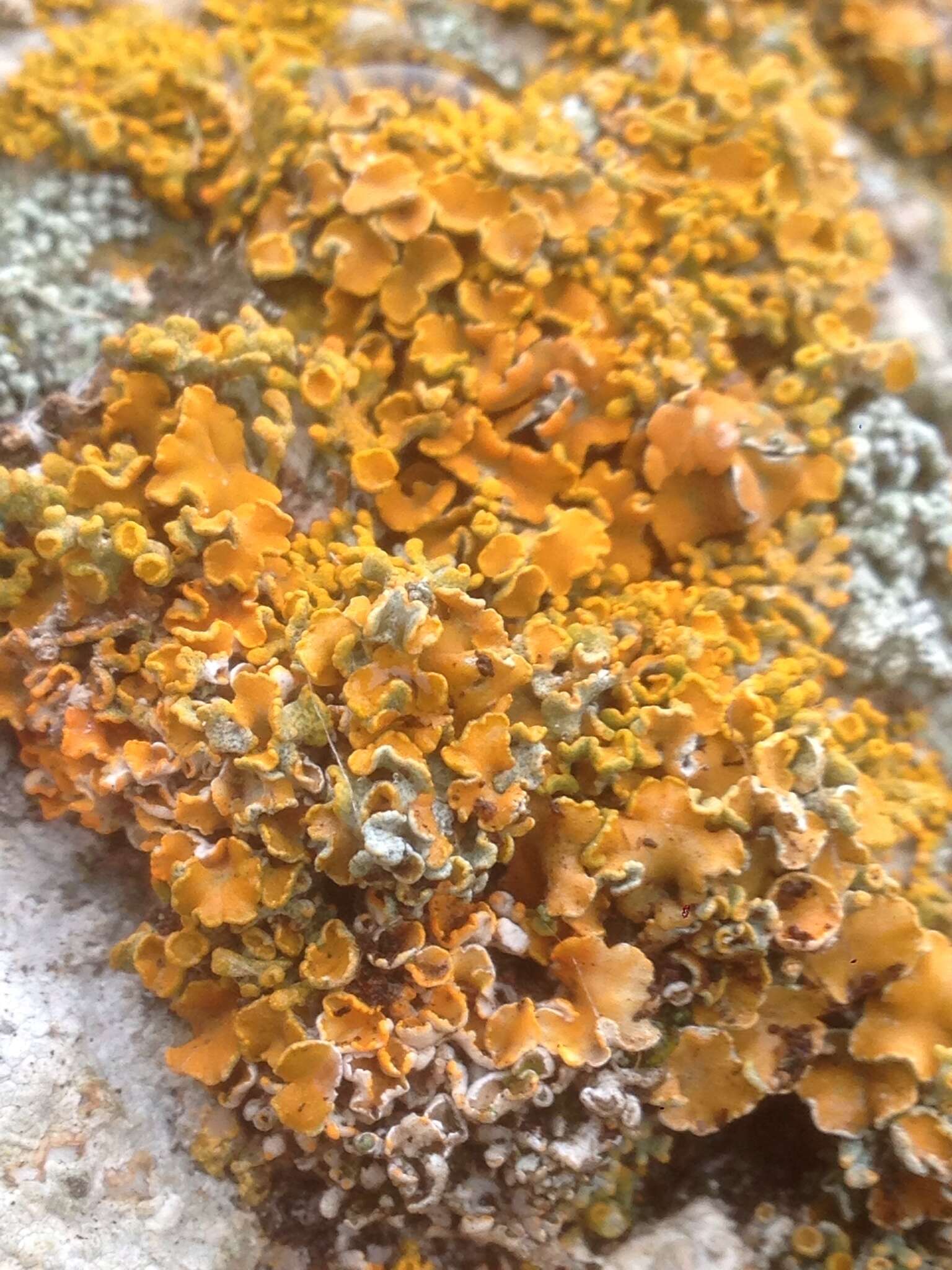 Image of edrudia lichen