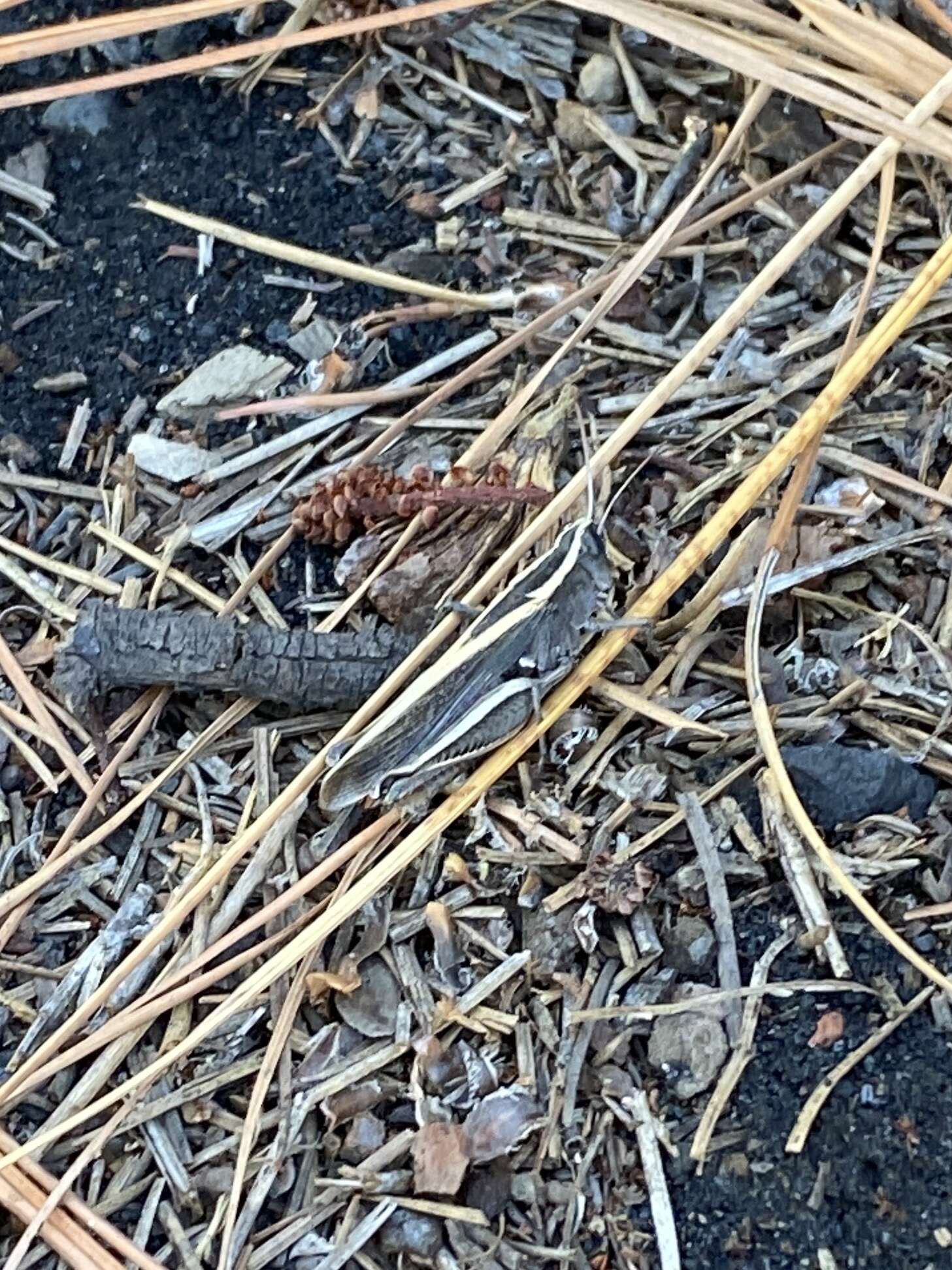 Image of Canarian Pincer Grasshopper