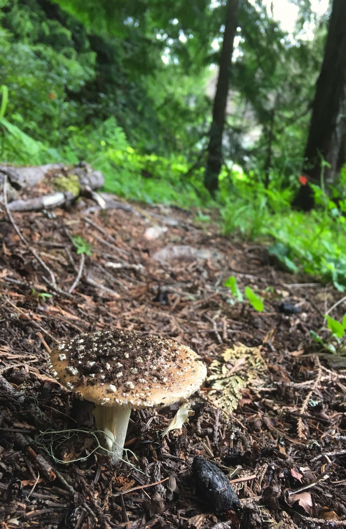 Image of Amanita pantherinoides Murrill 1912