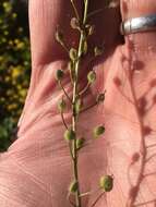 Image of Lescur's bladderpod