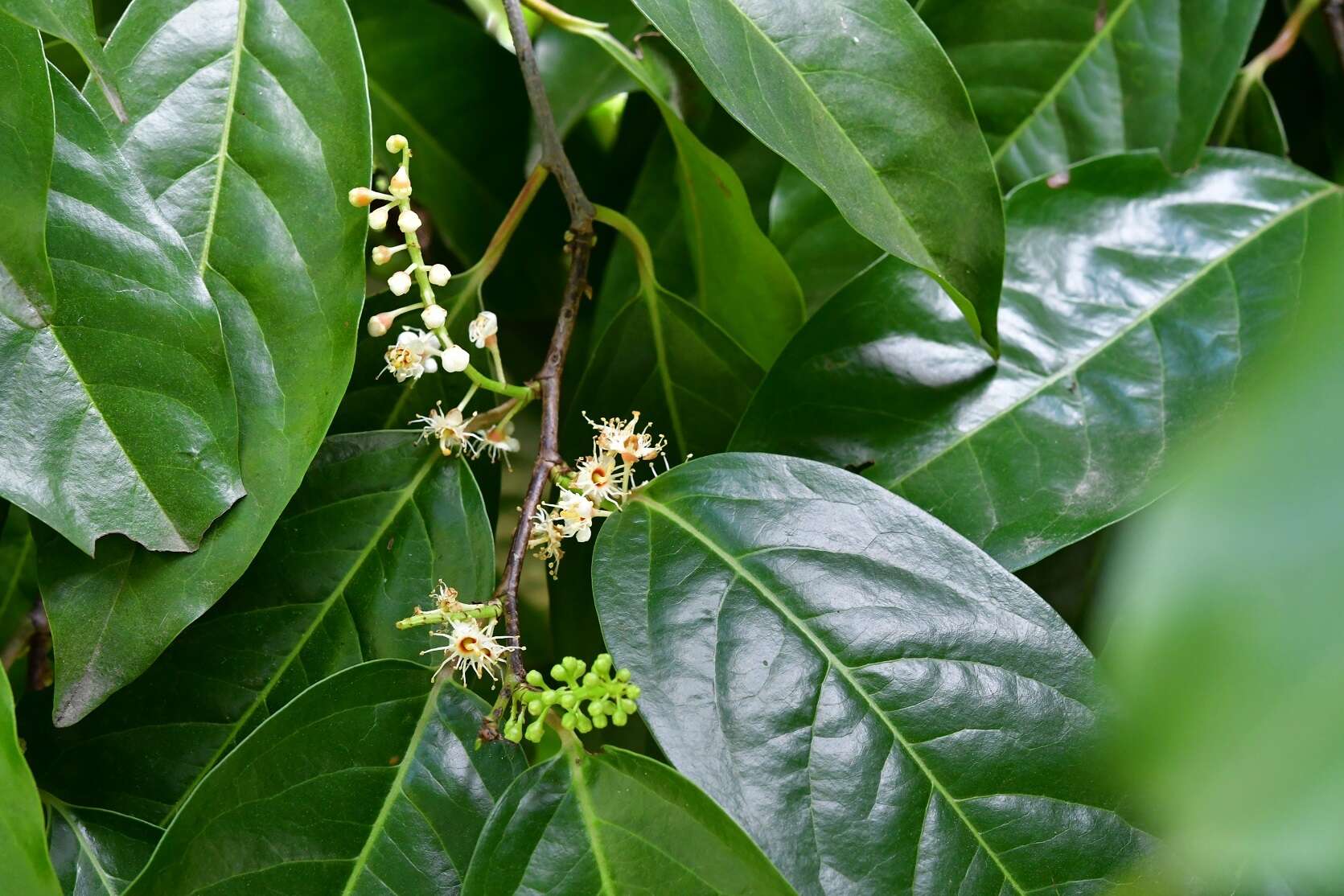 Prunus tetradenia Koehne resmi