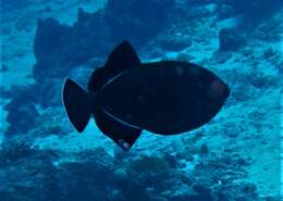 Image of Indian triggerfish