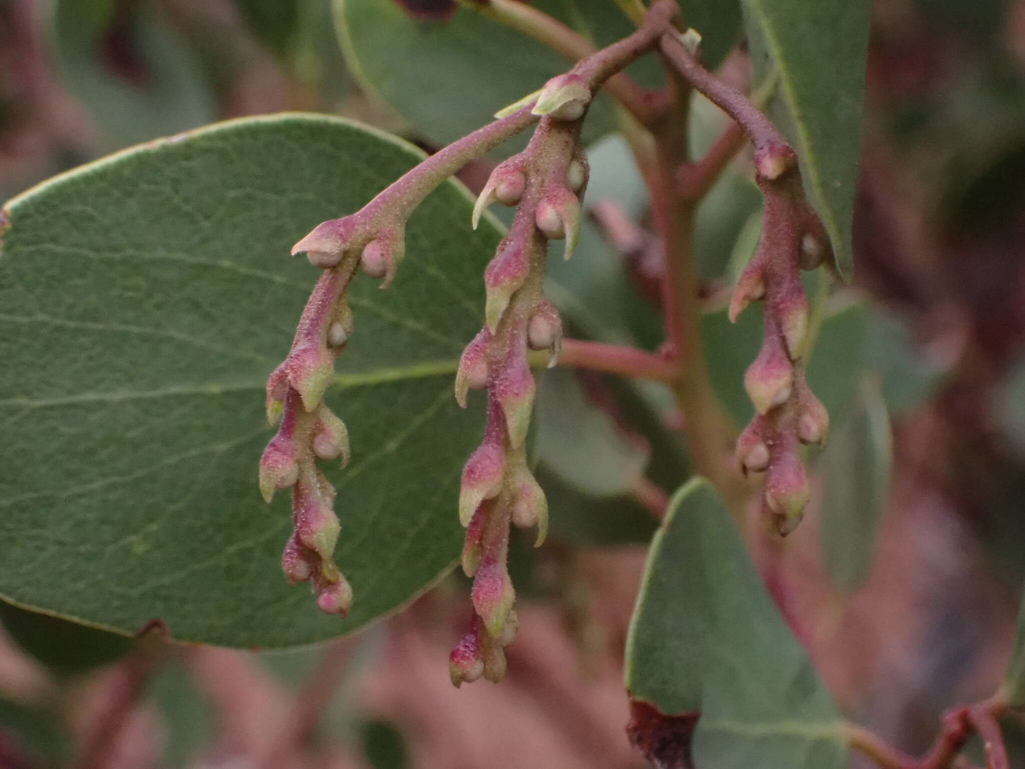 Sivun Arctostaphylos manzanita subsp. wieslanderi P. V. Wells kuva