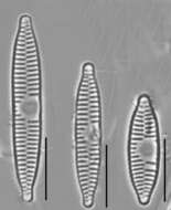 Plancia ëd Fragilaria vaucheriae