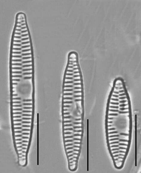 Plancia ëd Fragilaria vaucheriae