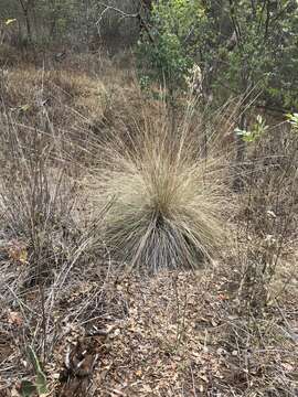 Imagem de Muhlenbergia macroura (Kunth) Hitchc.