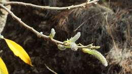 Image de Salix canariensis C. Sm. ex Link