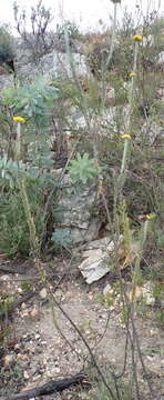 Image of Athanasia pinnata L. fil.