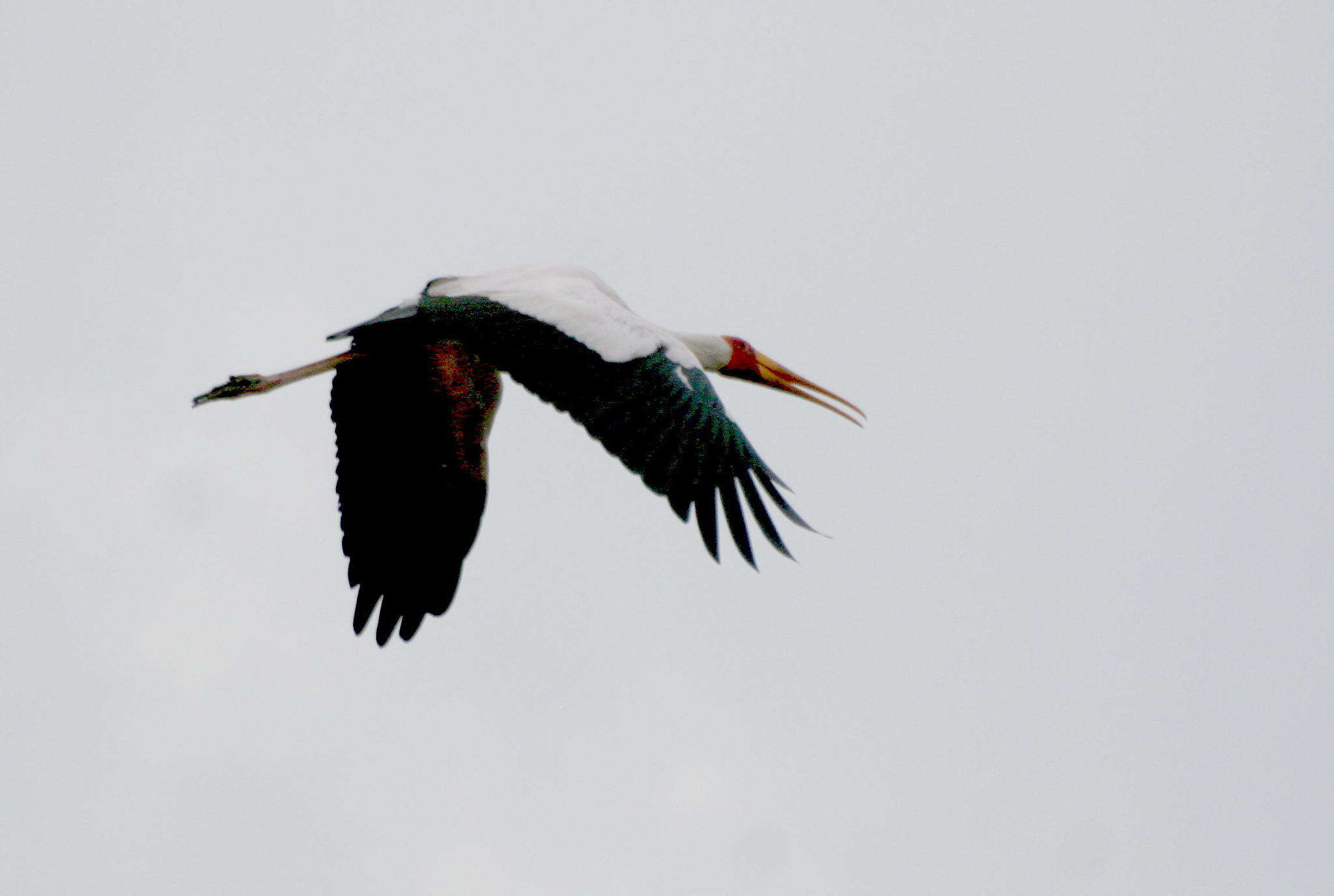 Image of Yellow-billed Stork