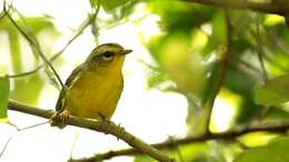 Basileuterus culicivorus (Deppe 1830) resmi