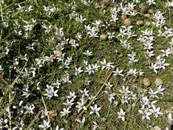 Image of Lobelia perpusilla Hook. fil.