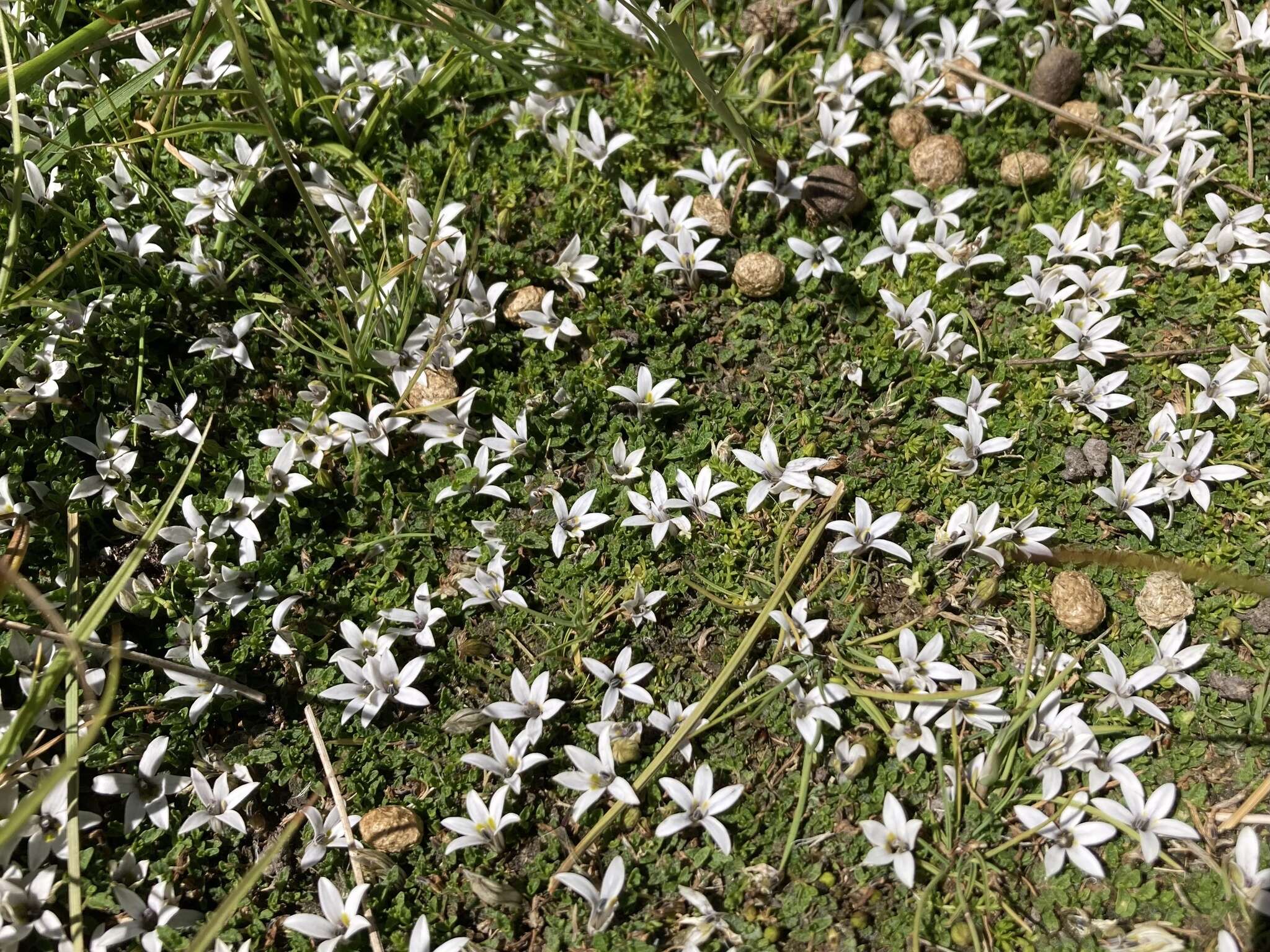 Image of Lobelia perpusilla Hook. fil.