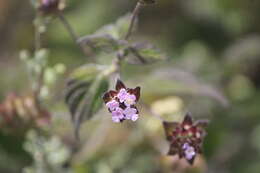 Image of Lantana hirta Graham