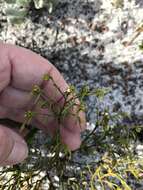 Image of Thesium acuminatum A. W. Hill