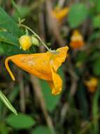 Image of Impatiens pacifica Zika