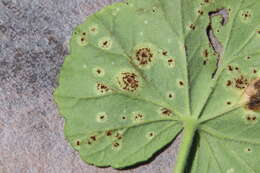 Image of Puccinia pelargonii-zonalis Doidge 1926