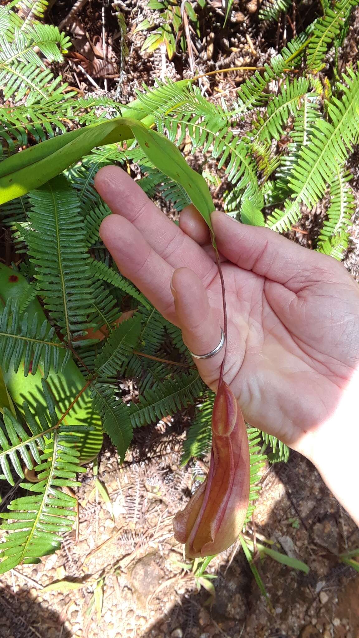 Image of Pitcher plant