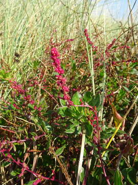 Image of sea beet