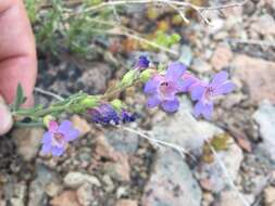 Image of Gairdner's beardtongue