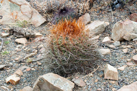 Image of Parodia maassii (Heese) A. Berger