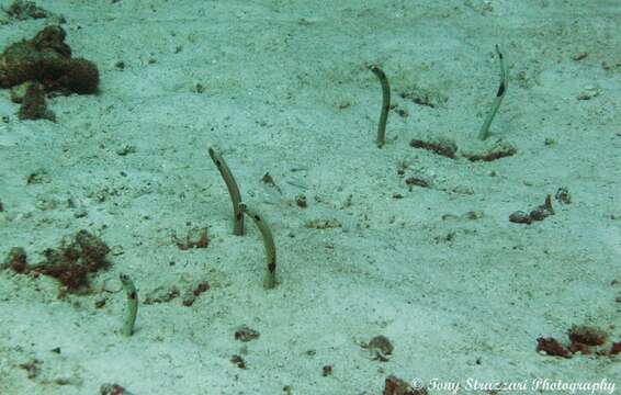 Image of Black spotted garden eel