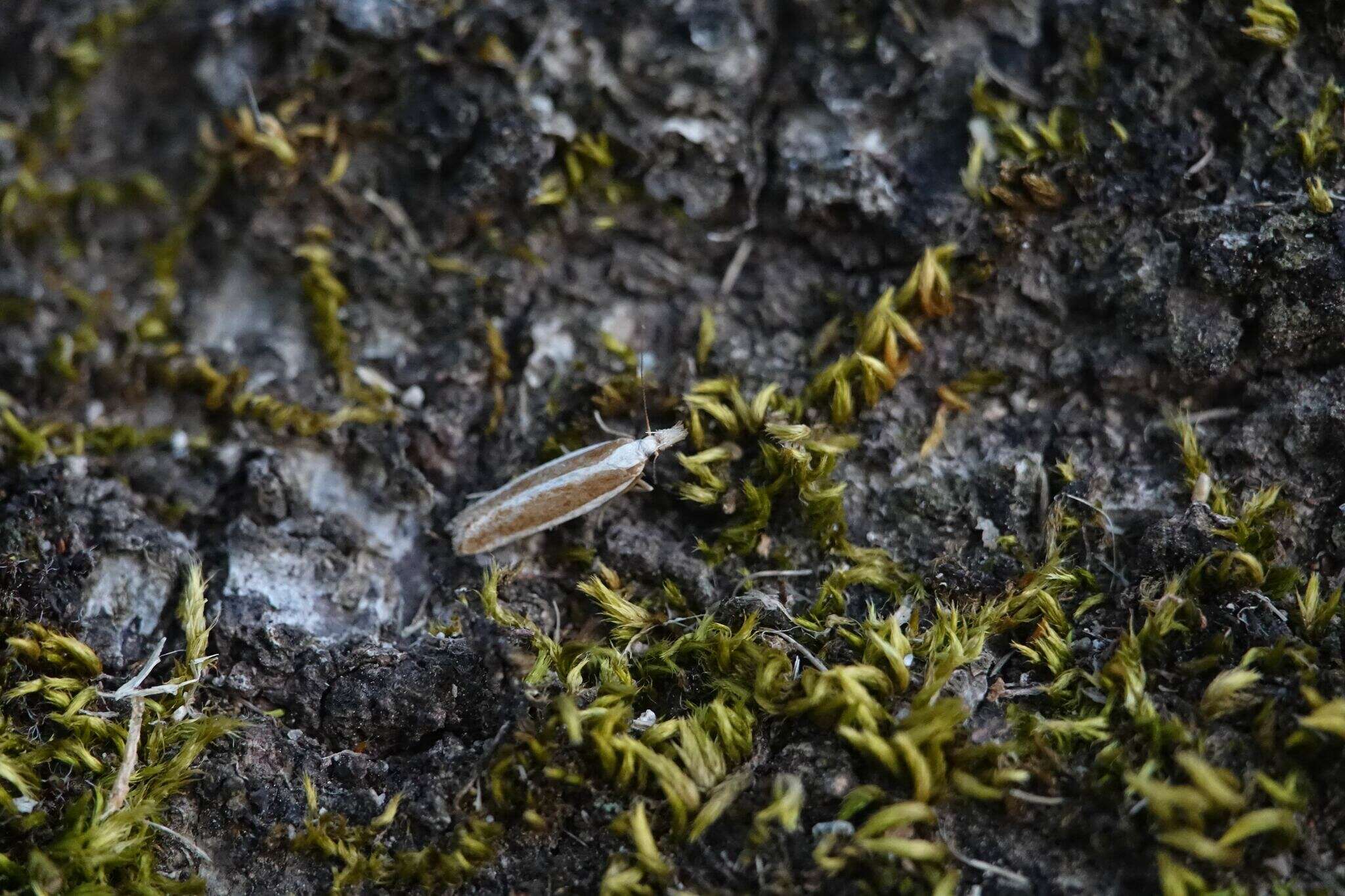 Image of Juniper webworm