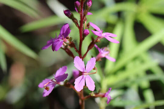 Image de Stylidium productum M. M. Hindmarsh & D. F. Blaxell