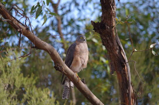 Image of Collared Sparrowhawk