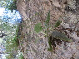 Image of Verbascum arcturus L.