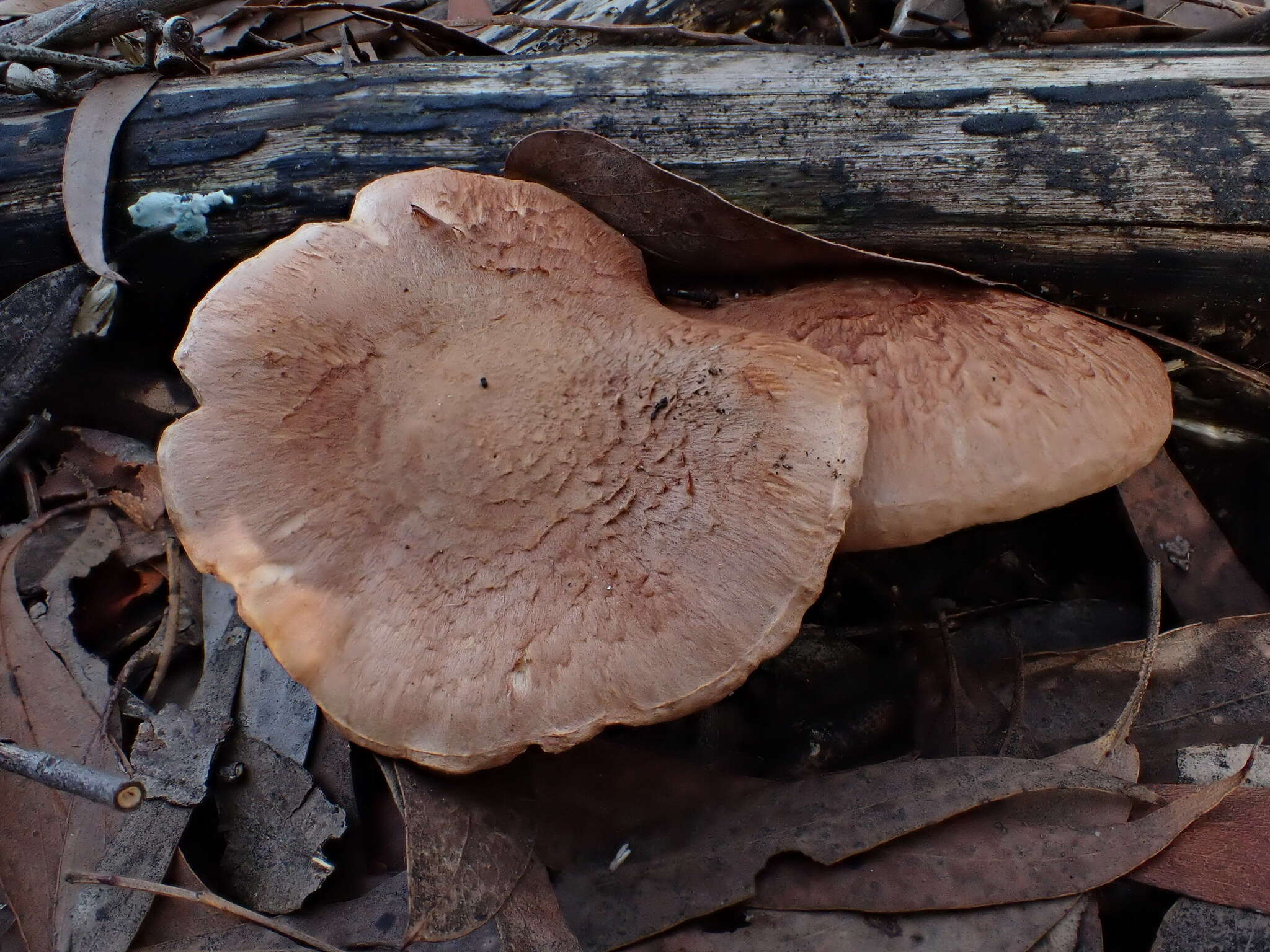 Image de Tricholoma austrocolossus Grgur. 2002