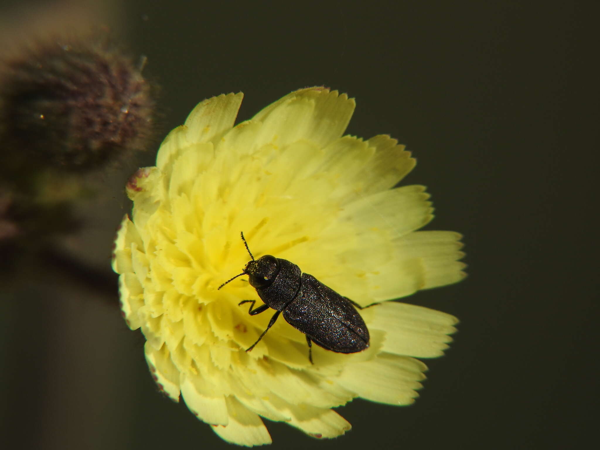 Image of Anthaxia sepulchralis (Fabricius 1801)