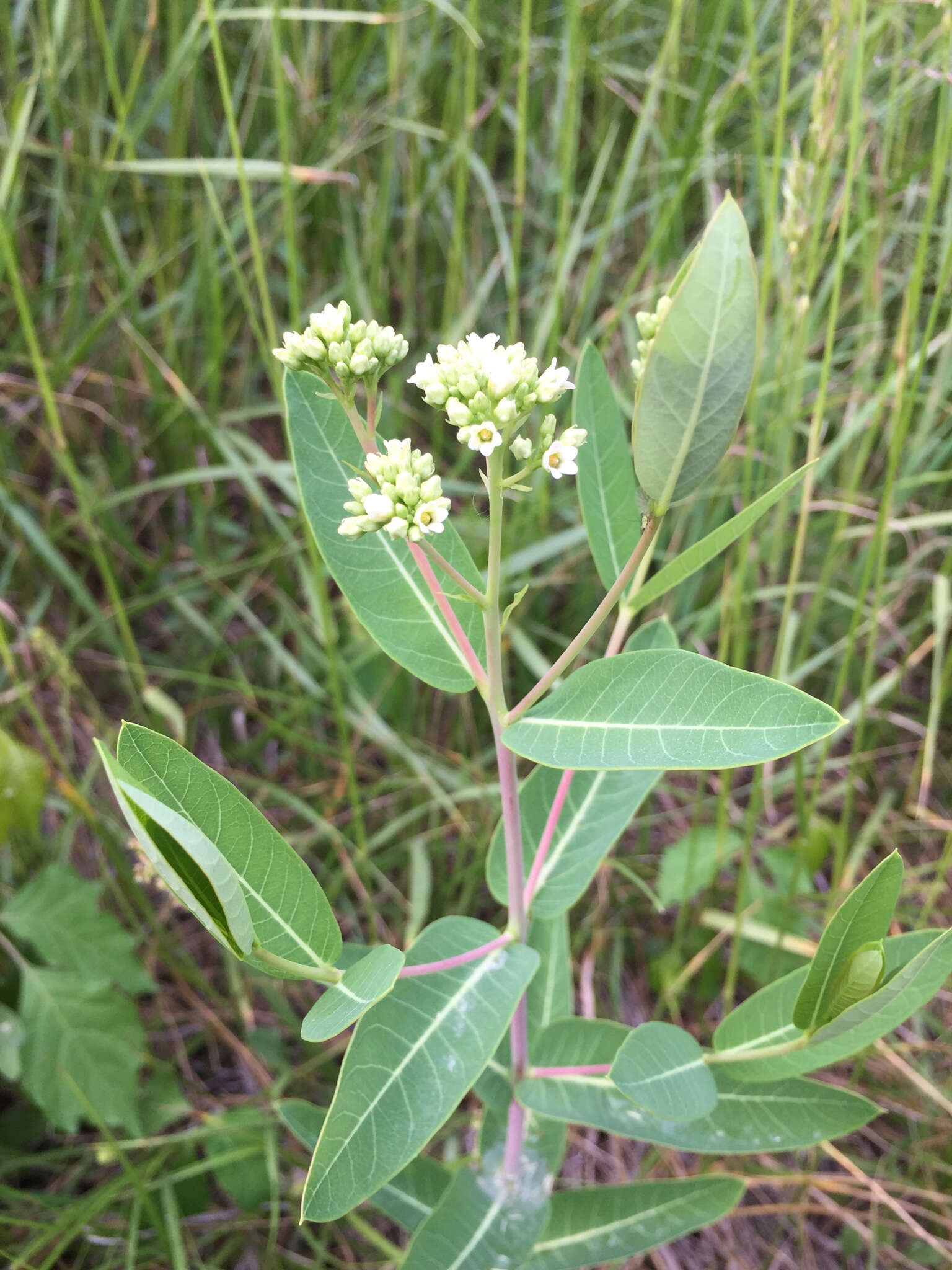 Image of Indian-hemp