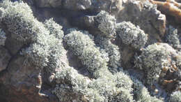 Image of Bouquet Sea-Fog Lichen