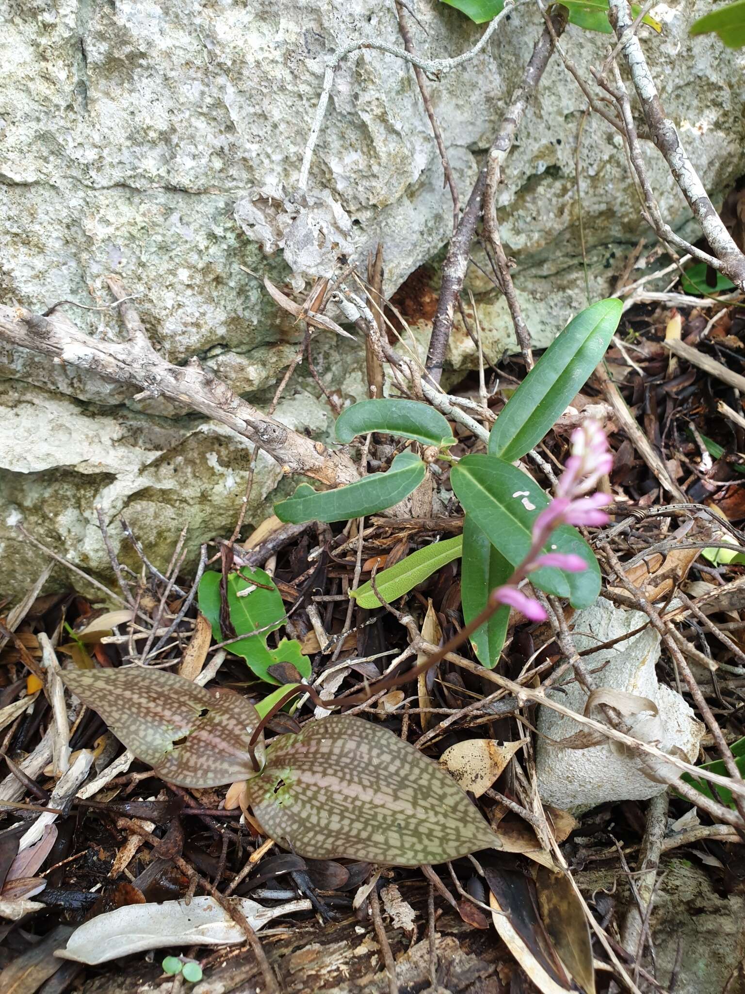 Слика од Cynorkis tryphioides Schltr.